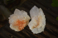 Natural Cactus Flower Spirit Quartz Crystals  x 35 From Boekenhouthoek, South Africa - Toprock Gemstones and Minerals 