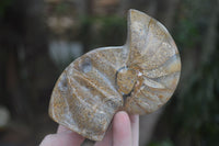 Polished Unique Fossil Matrix Sculptures  x 2 From Madagascar - Toprock Gemstones and Minerals 