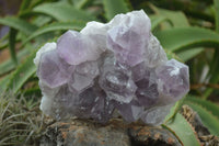 Natural Jacaranda Amethyst Clusters  x 3 From Mumbwa, Zambia - Toprock Gemstones and Minerals 