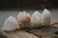 Natural Cactus Flower Spirit Quartz Crystals  x 35 From Boekenhouthoek, South Africa - Toprock Gemstones and Minerals 