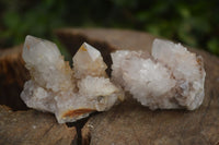 Natural Cactus Flower Spirit Quartz Crystals  x 35 From Boekenhouthoek, South Africa - Toprock Gemstones and Minerals 