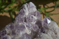 Natural Sugar Amethyst Quartz Cluster  x 1 From Zambia - Toprock Gemstones and Minerals 