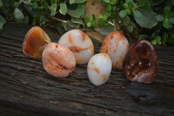 Polished Carnelian Agate Standing Free Forms  x 6 From Madagascar