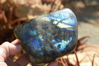 Polished Labradorite Standing Free Forms With Intense Blue & Gold Flash x 3 From Sakoany, Madagascar - TopRock