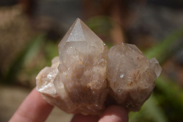 Natural Smokey Quartz Clusters x 12 From Congo