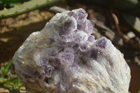 Natural Sugar Amethyst Quartz Cluster  x 1 From Zambia - Toprock Gemstones and Minerals 