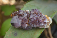 Natural Rare Dark Purple Spirit Amethyst Clusters  x 24 From Boekenhouthoek, South Africa - Toprock Gemstones and Minerals 