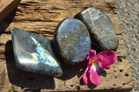 Polished Labradorite Standing Free Forms With Intense Blue & Gold Flash x 3 From Sakoany, Madagascar - TopRock