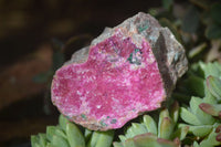 Natural Pink Salrose Cobaltion Dolomite Specimens  x 6 From Kakanda, Congo