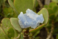 Natural Etched Blue Chalcedony Agate Specimens  x 12 From Nsanje, Malawi - TopRock