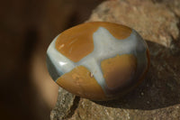 Polished  Polychrome / Picasso Jasper Palm Stones  x 12 From Madagascar