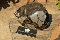 Polished Septerye Sauvage Dragons Egg  x 1 From Mahajanga, Madagascar - TopRock