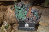 Natural Drusy Coated Ball Malachite On Dolomite Specimen x 1 From Congo