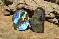 Polished Labradorite Standing Free Forms With Intense Blue & Gold Flash x 3 From Sakoany, Madagascar - TopRock