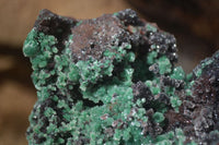 Natural Drusy Coated Ball Malachite On Dolomite Specimen x 1 From Congo