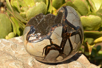 Polished Septerye Sauvage Dragons Egg  x 1 From Mahajanga, Madagascar - TopRock