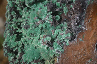 Natural Drusy Coated Ball Malachite On Dolomite Specimen x 1 From Congo