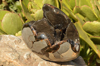 Polished Septerye Sauvage Dragons Egg  x 1 From Mahajanga, Madagascar - TopRock