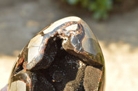 Polished Septerye Sauvage Dragons Egg  x 1 From Mahajanga, Madagascar - TopRock