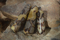 Polished  Septerye Massage Wands x 6 From Mahajanga, Madagascar