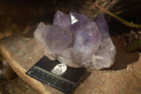 Natural Jacaranda Amethyst Clusters x 2 From Zambia