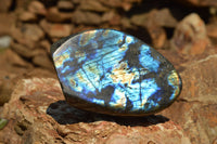 Polished Labradorite Standing Free Forms With Intense Blue & Gold Flash x 3 From Sakoany, Madagascar - TopRock