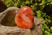 Polished Beautiful Selection Of Carnelian Agate Standing Free Forms  x 6 From Madagascar - TopRock