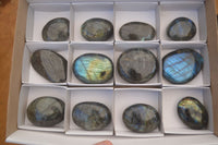 Polished  Flashy Labradorite Palm Stones  x 12 From Tulear, Madagascar