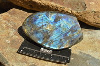 Polished Labradorite Standing Free Forms With Intense Blue & Gold Flash x 3 From Sakoany, Madagascar - TopRock