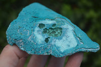 Natural Blue Chrysocolla On Silky Malachite Matrix Specimens x 2 From Kulukuluku, Congo - Toprock Gemstones and Minerals 