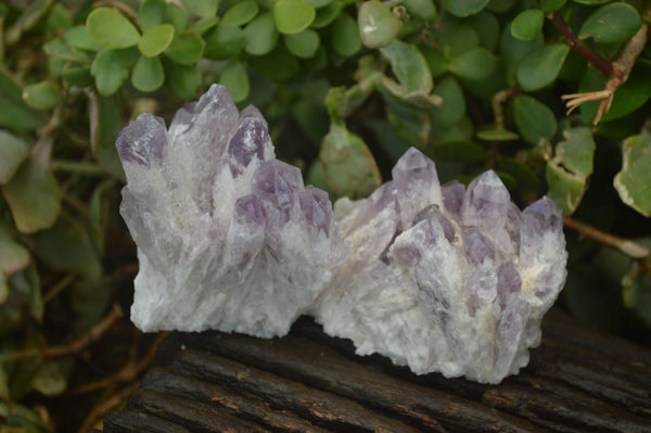 Natural Sugar Amethyst Clusters  x 6 From Solwezi, Zambia