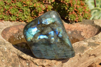 Polished Labradorite Standing Free Forms With Intense Blue & Gold Flash x 3 From Sakoany, Madagascar - TopRock