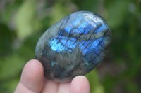 Polished Flashy Labradorite Palm Stones  x 12 From Tulear, Madagascar