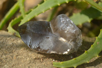 Natural Smokey Quartz Crystals x 6 From Zomba, Malawi