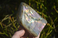 Polished Rare Purple Flash Labradorite Standing Free Forms  x 3 From Tulear, Madagascar