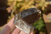 Natural Smokey Quartz Crystals x 6 From Zomba, Malawi