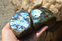 Polished Labradorite Standing Free Forms With Intense Blue & Gold Flash x 3 From Sakoany, Madagascar - TopRock