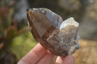 Natural Smokey Quartz Crystals x 6 From Zomba, Malawi