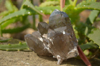 Natural Smokey Quartz Crystals x 6 From Zomba, Malawi