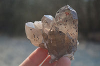 Natural Smokey Quartz Crystals x 6 From Zomba, Malawi