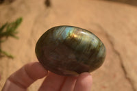 Polished  Flashy Labradorite Palm Stones  x 12 From Tulear, Madagascar