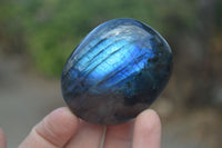 Polished Flashy Labradorite Palm Stones  x 12 From Tulear, Madagascar