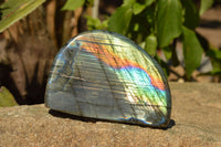 Polished Labradorite Standing Free Forms With Intense Blue & Gold Flash x 3 From Sakoany, Madagascar - TopRock