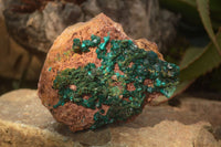 Natural Extra Large Emerald Dioptase Crystal Specimen  x 1 From Likasi, Congo