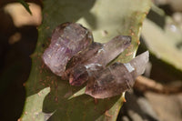 Natural Smokey Window Amethyst Crystals  x 35 From Chiredzi, Zimbabwe