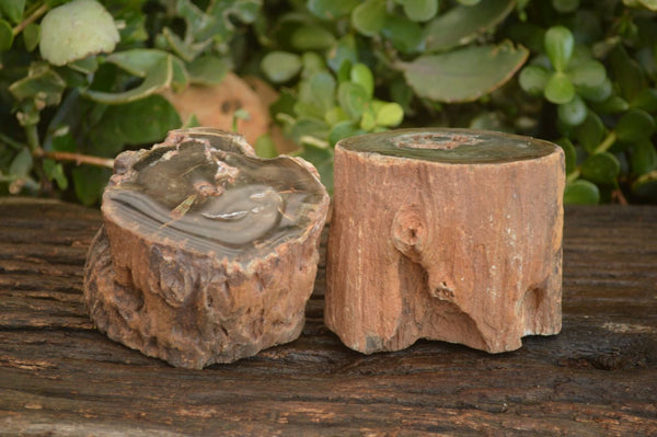 Polished  Petrified Wood Branch Pieces x 2 From Gokwe, Zimbabwe