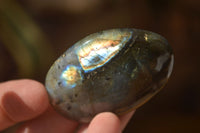 Polished  Flashy Labradorite Palm Stones  x 12 From Madagascar