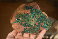 Natural Extra Large Emerald Dioptase Crystal Specimen  x 1 From Likasi, Congo