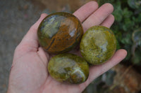 Polished Green Opal Palm Stones  x 12 From Antsirabe, Madagascar - Toprock Gemstones and Minerals 