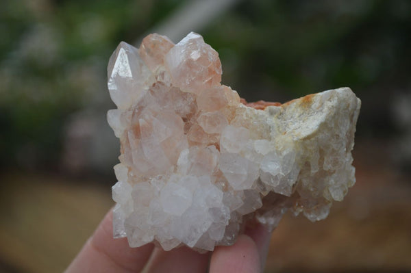 Natural Spirit Cactus Flower Quartz Clusters x 6 From Boekenhouthoek, South Africa